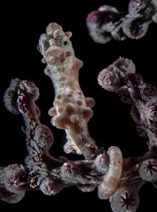 Pygmy Seahorse by Charles Wright 